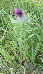 Cirsium decussatum