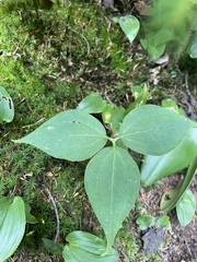 Trillium undulatum