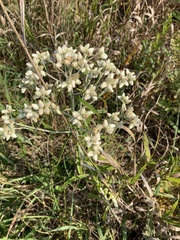 Pseudognaphalium