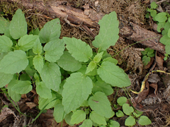 Scutellaria lateriflora