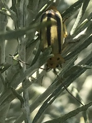 Trirhabda canadensis