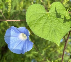 Ipomoea