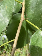 Maclura pomifera