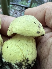 Tricholoma equestre