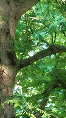 Setophaga caerulescens