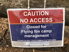 Pteropus poliocephalus