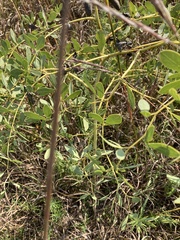 Baptisia alba