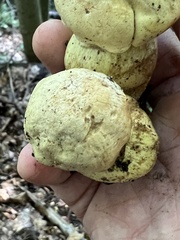 Tricholoma equestre