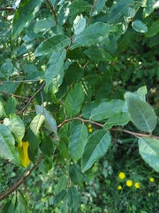 Elaeagnus umbellata