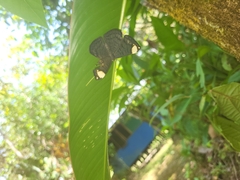 Riodinidae