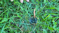 Porphyrellus sordidus