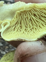 Tricholoma equestre