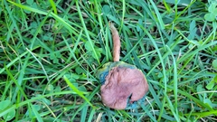 Porphyrellus sordidus