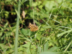 Polygonia c-aureum lunulata