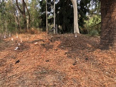 Pteropus poliocephalus