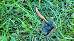 Porphyrellus sordidus