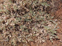 Astragalus purshii