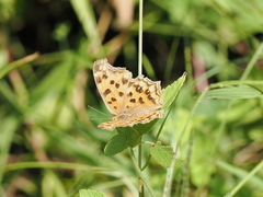 Polygonia c-aureum lunulata