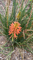 Kniphofia uvaria