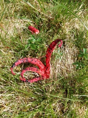 Clathrus archeri