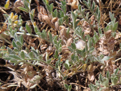 Astragalus purshii