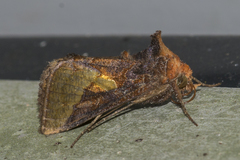 Thysanoplusia intermixta