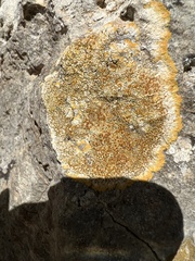 Teloschistaceae