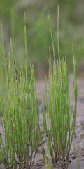 Equisetum palustre