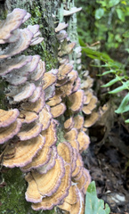 Trichaptum biforme