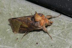 Thysanoplusia intermixta