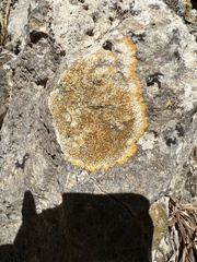 Teloschistaceae
