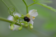 Chilocorus stigma