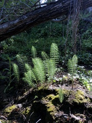 Equisetum telmateia