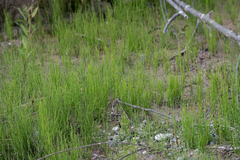 Equisetum palustre