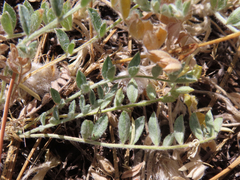 Astragalus purshii