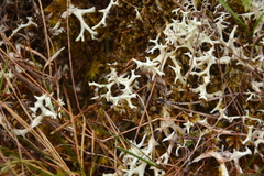 Cladonia uncialis