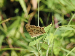 Polygonia c-aureum lunulata