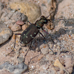 Cicindela duodecimguttata