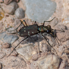 Cicindela duodecimguttata