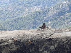 Fringilla coelebs balearica