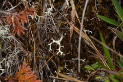 Cladonia uncialis