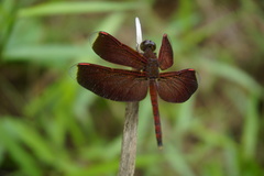 Neurothemis
