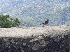 Fringilla coelebs balearica