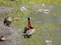 Dendrocygna viduata