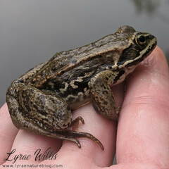 Rana luteiventris