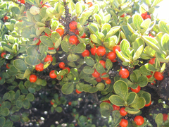 Coprosma montana