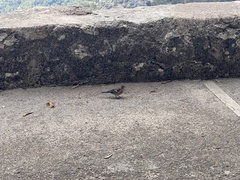 Fringilla coelebs balearica