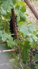 Vitis vinifera