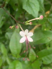 Volkameria inermis