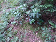 Rhododendron ponticum